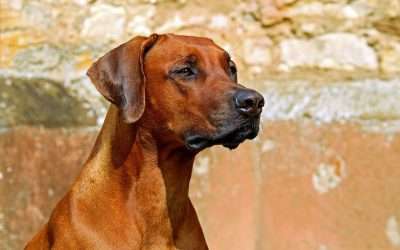 Why Adopting a Larger Dog Could Be the Best Decision You Ever Make: Benefits of Owning a Big Dog