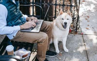 How ChatGPT Can Help Your Animal Rescue